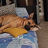 blanket, brown_dog, comfort, couch, decor, dog, domestic, door, ears, floor_tiles, furniture, home, indoor, living_room, patterned_fabric, pet, pillow, relaxed, resting, tile_floor