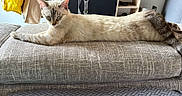 Bianca participe au concours pour gagner de l'argent avec cette photo : cat, couch, cream_colored, cushion, ears, feline, fur, furniture, home, indoor, living_room, long_body, lying_down, relaxed, resting, sleepy, sofa, stretched, tail, whiskers