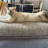 cat, couch, cream_colored, cushion, ears, feline, fur, furniture, home, indoor, living_room, long_body, lying_down, relaxed, resting, sleepy, sofa, stretched, tail, whiskers