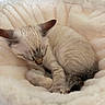 Bianca a rejoint le concours — aidez-le/la à gagner de superbes lots ! bed, blanket, blue_point, cat, close_up, cozy, cream_colored, curled_up, ears, furry, indoors, kitten, paws, pet, resting, siamese_cat, sleeping, soft_lighting, tail, whiskers