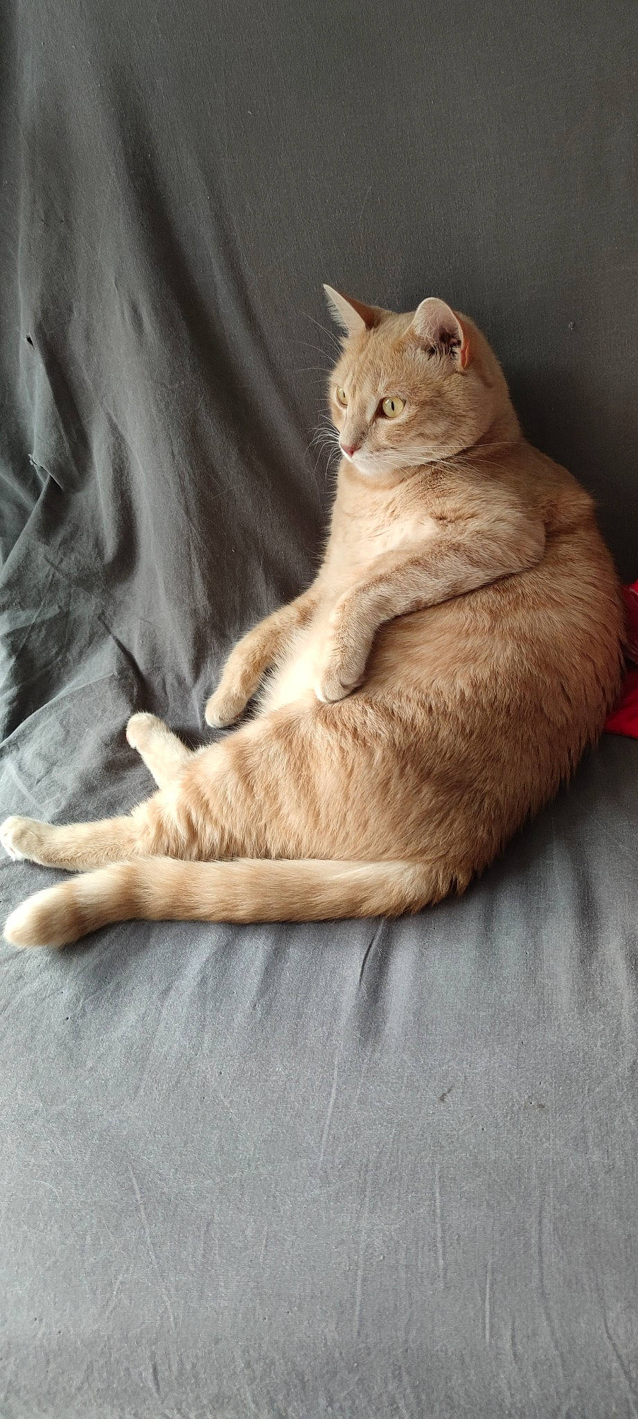 Rusty a rejoint le concours — aidez-le/la à gagner de superbes lots ! carnivore, cat, claw, comfort, domestic_short_haired_cat, fawn, felidae, fur, grey, linens, paw, sitting, small_to_medium_sized_cats, snout, tail, terrestrial_animal, vertebrate, whiskers, wildlife, wood