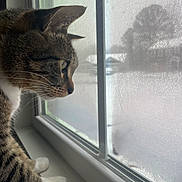 Bebo The Cheeto is registered to the contest to win money with this photo: animal, cat, closeup, curious, daylight, domestic_cat, feline, fur, house, indoor, looking_out, pet, profile, quiet, side_view, tabby_cat, whiskers, white_paws, window_screen, windowsill