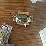 Bebo The Cheeto joined the competition — help win amazing prizes! animal, cardboard_box, cat, cat_tunnel, cozy, curious, domestic, feline, flooring, home, indoor, leaf, looking_up, pet, playful, relaxed, resting, tabby_cat, toy, wooden_floor