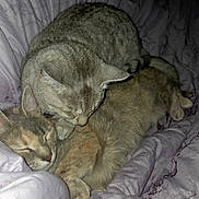 Shakira And Saphira joined the competition — help win amazing prizes! animal, bed, blanket, cat, companion, cozy, cute, domestic_animal, feline, friendship, fur, gray_cat, indoor, orange_cat, pet, relaxed, resting, sleeping, snuggling, soft