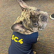 Sir Louie is registered to the contest to win money with this photo: french_bulldog, dog, pet, brindle, shirt, clothing, indoor, carpet, floor, animal, looking_back, ears_up, cute, small_dog, domestic_dog, canine, sitting, close_up, expression, household