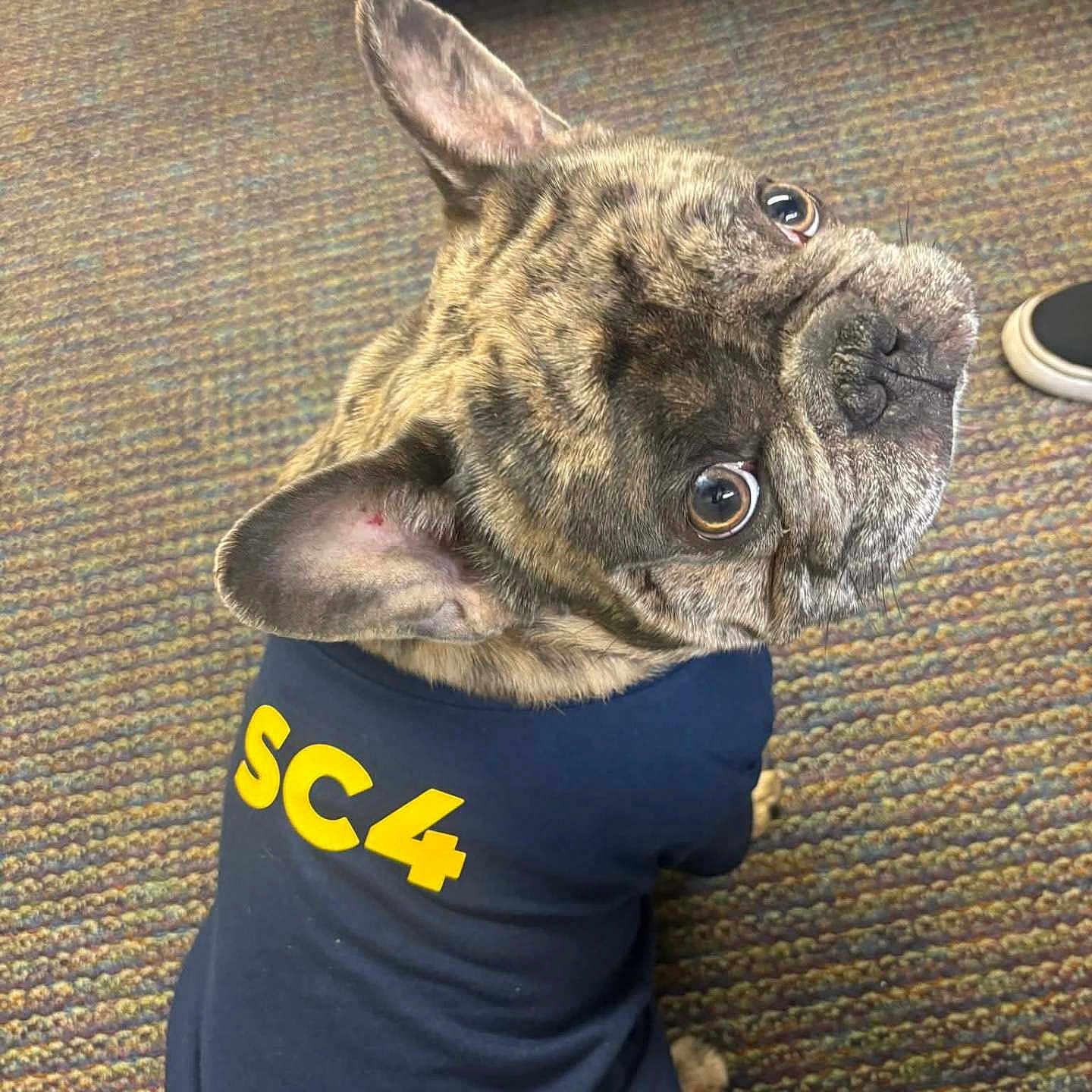 Sir Louie is registered to the contest to win money with this photo: animal, brindle, canine, carpet, close_up, clothing, cute, dog, domestic_dog, ears_up, expression, floor, french_bulldog, household, indoor, looking_back, pet, shirt, sitting, small_dog
