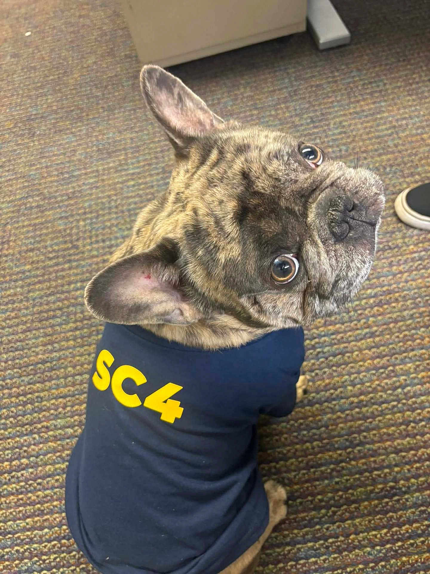 Sir Louie is registered to the contest to win money with this photo: french_bulldog, dog, pet, brindle, shirt, clothing, indoor, carpet, floor, animal, looking_back, ears_up, cute, small_dog, domestic_dog, canine, sitting, close_up, expression, household