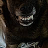 Quenzo a rejoint le concours — aidez-le/la à gagner de superbes lots ! dog, pet, animal, teeth, grin, mischievous, brown_fur, face, close_up, indoor, floor, tile, paw, cute, expression, canine, smile, lying_down, fur, portrait