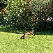 Quenzo a rejoint le concours — aidez-le/la à gagner de superbes lots ! dog, playing, ball, garden, grass, greenery, bush, flower, sunny, outdoor, leaping, pet, animal, nature, daylight, active, jump, fur, canine, summer