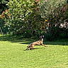 dog, playing, ball, garden, grass, greenery, bush, flower, sunny, outdoor, leaping, pet, animal, nature, daylight, active, jump, fur, canine, summer
