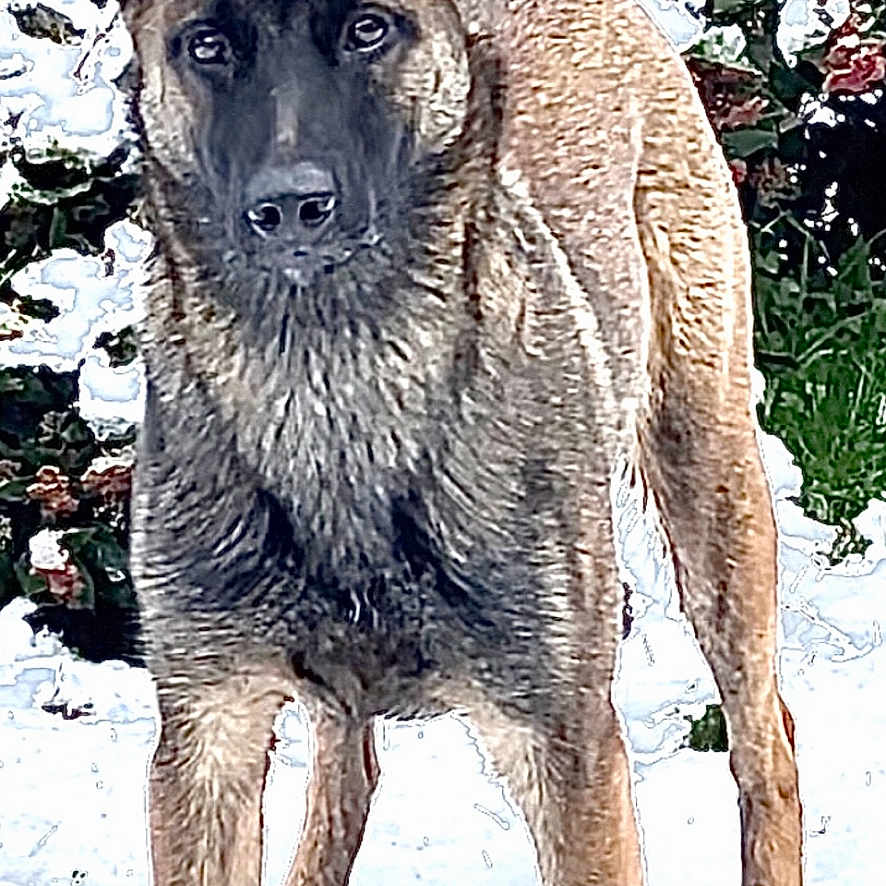 Quenzo participe au concours pour gagner de l'argent avec cette photo : dog, snow, outdoor, animal, fur, pet, standing, winter, nature, canine, alert, ears, grass, cold, daylight, mammal, portrait, watchful, background, ground
