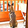 Quenzo participe au concours pour gagner de l'argent avec cette photo : dog, canine, back_view, porch, wooden_railing, orange, sunlight, shadow, floor, chair, outdoor, pet, tail, ears, daylight, vehicle, nature, parked_car, fence, quiet