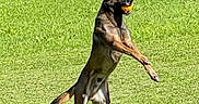 Quenzo participe au concours pour gagner de l'argent avec cette photo : dog, grass, outdoor, ball, playing, jumping, animal, pet, canine, nature, sunlight, greenery, active, happy, field, fur, ears, mouth, toy, summer
