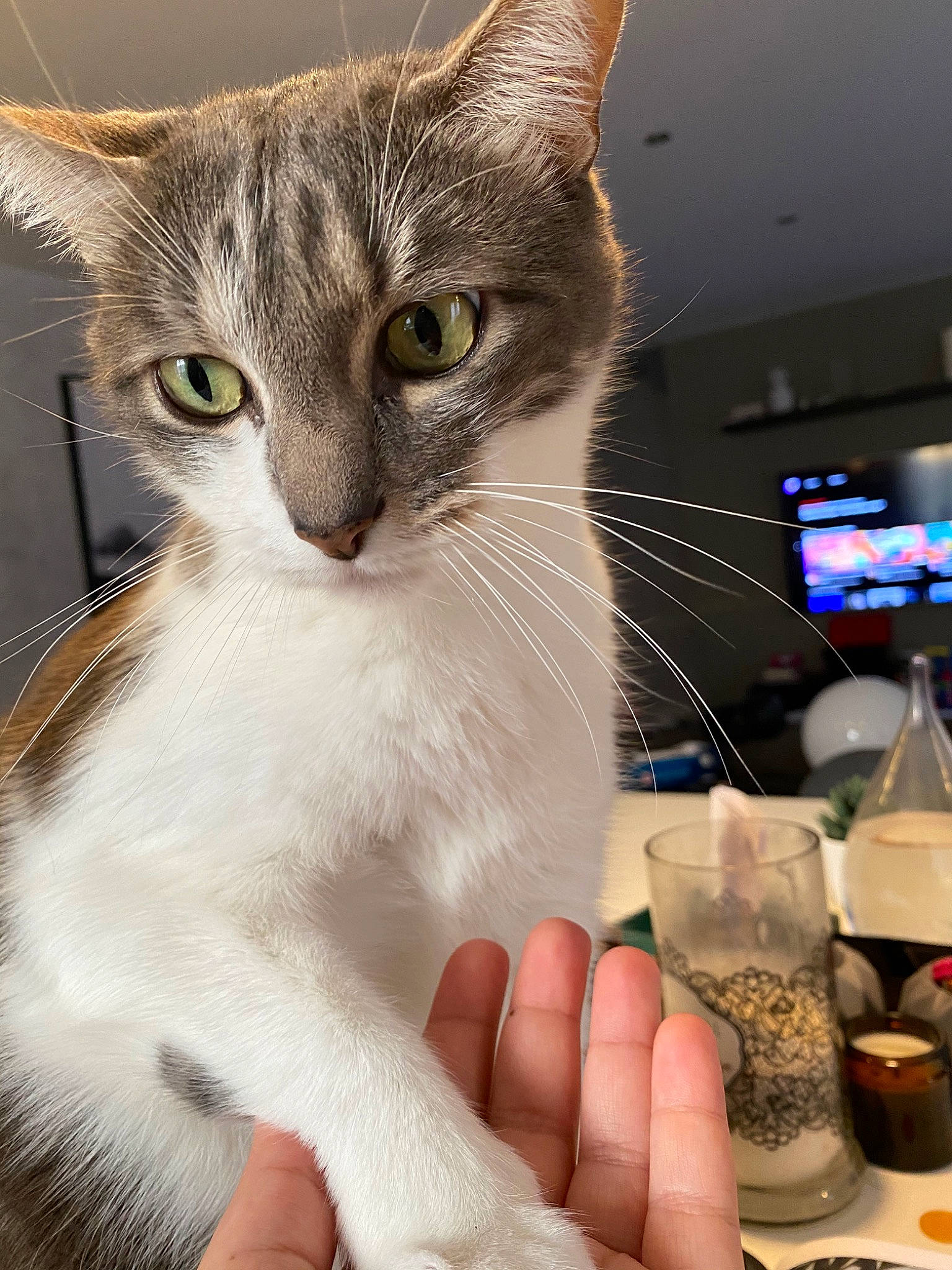 Bacardi a rejoint le concours — aidez-le/la à gagner de superbes lots ! aegean_cat, american_wirehair, asian, burmilla, carnivore, cat, domestic_short_haired_cat, european_shorthair, eye, felidae, kitten, singapura, small_to_medium_sized_cats, tabby_cat, whiskers