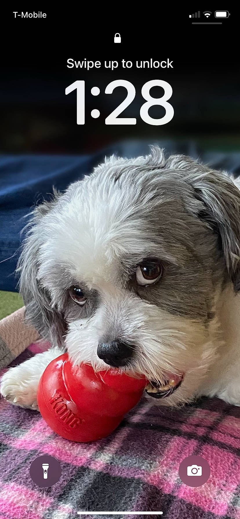 Winston is registered to the contest to win money with this photo: canidae, carnivore, companion_dog, dog, dog_breed, dog_clothes, dog_supply, font, fur, maltepoo, pet_supply, photo_caption, poodle_crossbreed, puppy_love, small_terrier, snout, sporting_group, terrier, toy_dog, working_animal