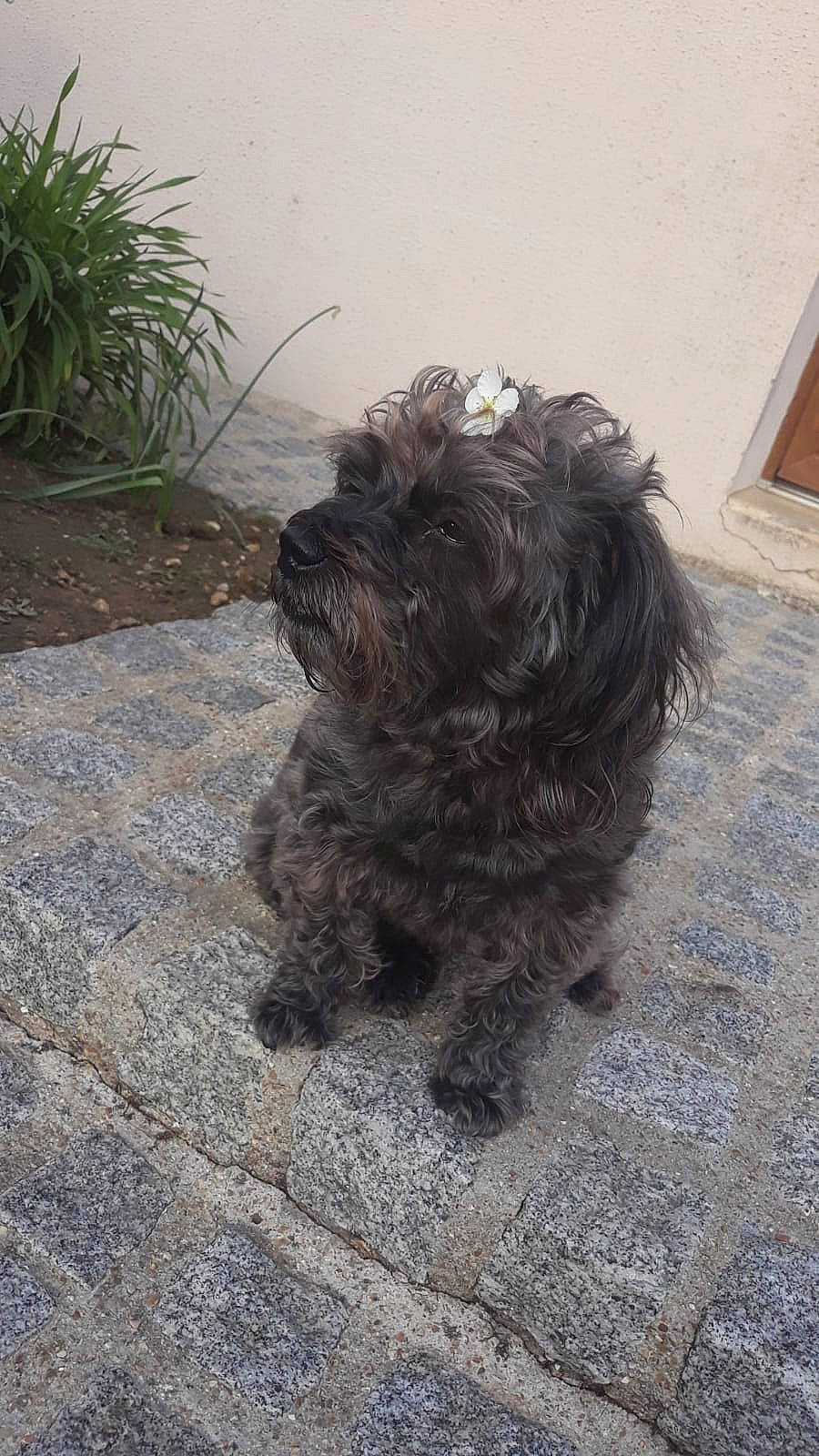 Chipy a rejoint le concours — aidez-le/la à gagner de superbes lots ! asphalt, canidae, carnivore, companion_dog, dog, dog_breed, fur, liver, plant, road_surface, small_terrier, snout, soil, sporting_group, tail, terrier, toy_dog, water_dog, working_animal, yorkipoo