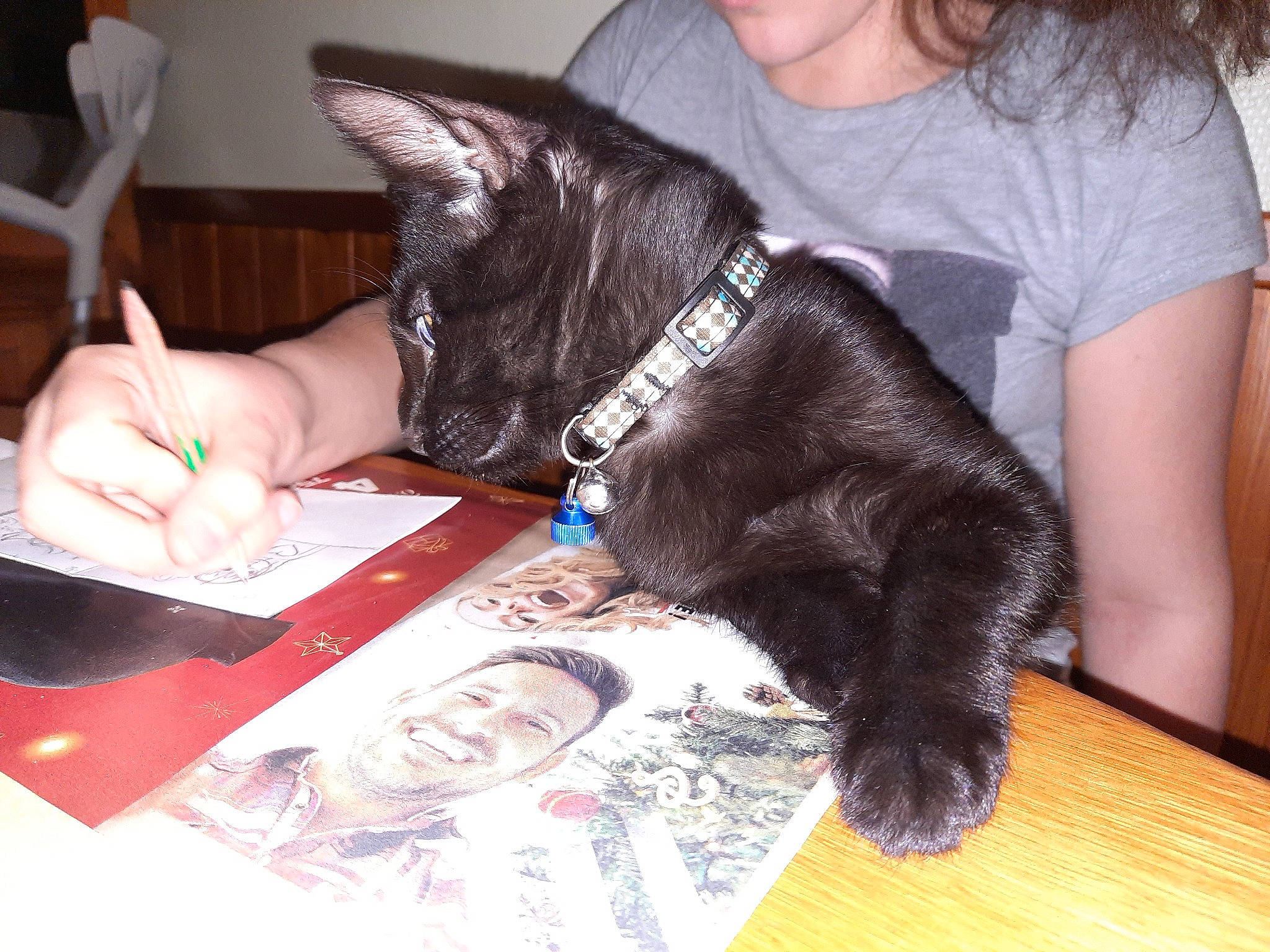 Réglisse participe au concours pour gagner de l'argent avec cette photo : black_cat, canidae, carnivore, cat, claw, companion_dog, dog_breed, domestic_short_haired_cat, ear, fashion_accessory, felidae, flooring, fur, gesture, small_to_medium_sized_cats, snout, sporting_group, t_shirt, tail, whiskers