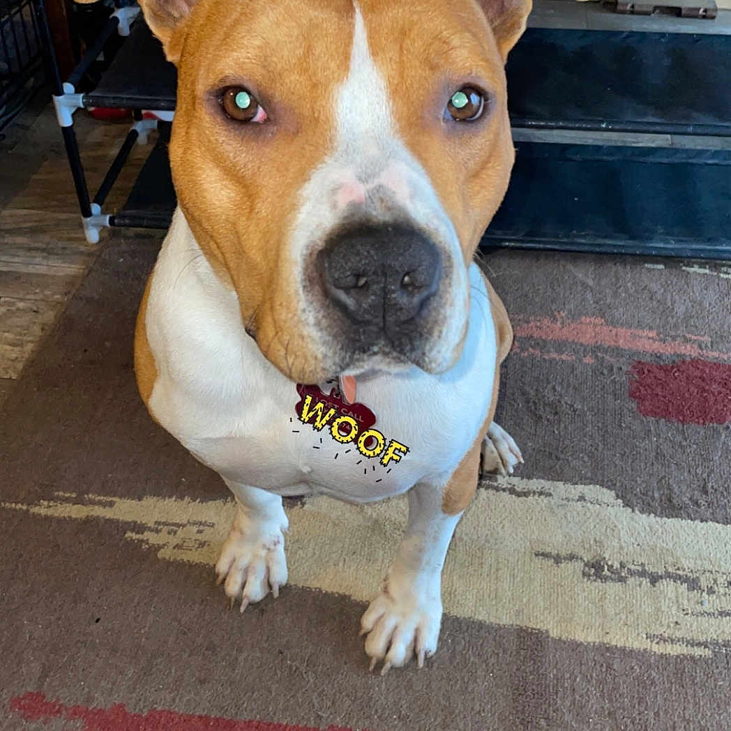 Red joined the competition — help win amazing prizes! accessories, animal, ball, boxer, bulldog, canine, dog, frenchbulldog, hound, leash, pet, pitbull, plywood, puppy, sport, strap, tennis, tennisball, whitedog, wood