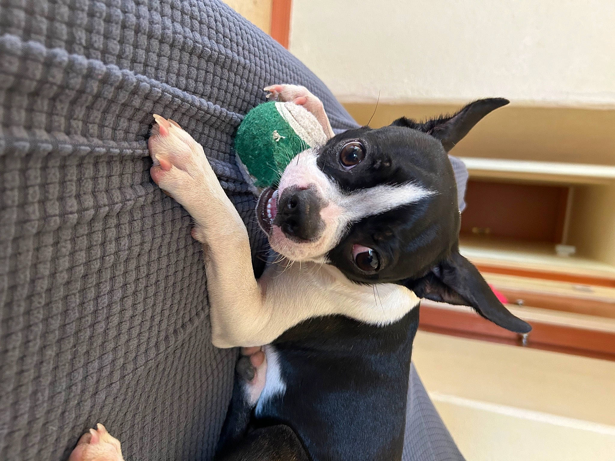 Mimis joined the competition — help win amazing prizes! boston_terrier, canidae, carnivore, collar, comfort, companion_dog, dog, dog_breed, dog_collar, ear, fawn, fur, non_sporting_group, paw, snout, sporting_group, tail, whiskers, window, working_animal