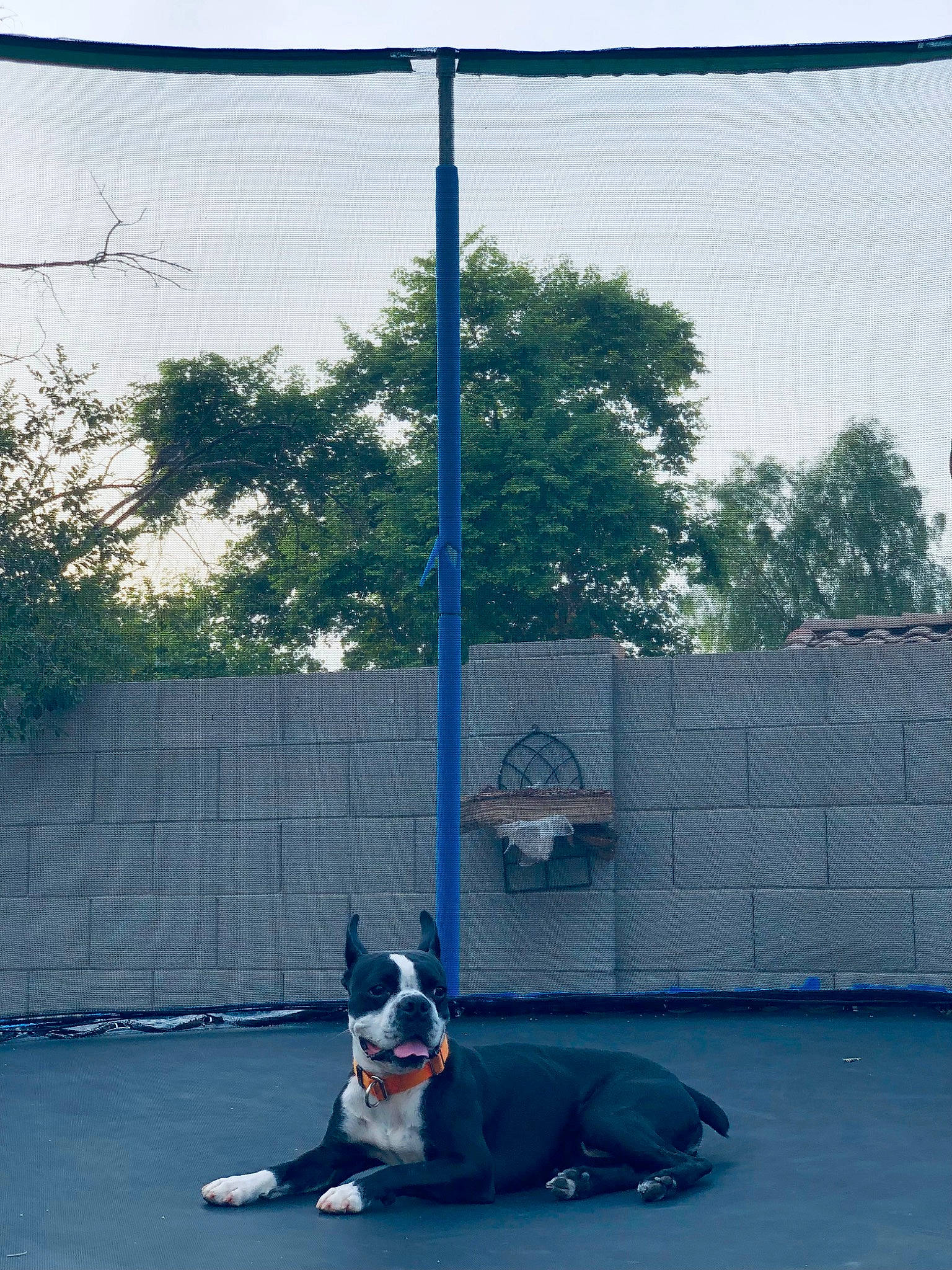 Rocky joined the competition — help win amazing prizes! boston_terrier, carnivore, companion_dog, dog, dog_breed, electric_blue, facade, fence, grass, guard_dog, leash, leisure, net, road_surface, shadow, sky, tail, tree, wall, window