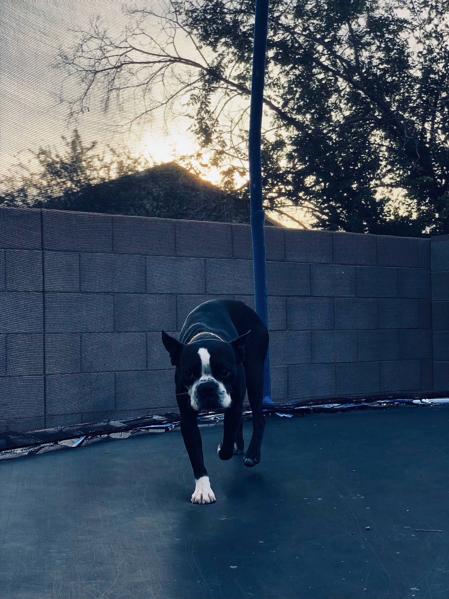 Rocky is registered to the contest to win money with this photo: asphalt, darkness, electric_blue, flash_photography, grass, leisure, recreation, road, road_surface, rolling, shade, shadow, sitting, sky, sport_venue, street, street_stunts, tints_and_shades, tree, winter