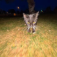 Bella joined the competition — help win amazing prizes! cat, black_cat, night, grass, outdoor, animal, whiskers, walking, orange_eyes, dark, blur, motion_blur, pet, feline, wildlife, nature, closeup, mammal, streetlight