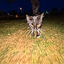 cat, black_cat, night, grass, outdoor, animal, whiskers, walking, orange_eyes, dark, blur, motion_blur, pet, feline, wildlife, nature, closeup, mammal, streetlight