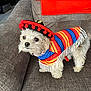 Cuddles is registered to the contest to win money with this photo: animal, blue, colorful_clothing, costume, couch, cute, dog, fluffy, fringe, furniture, indoor, living_room, pet, pom_poms, poncho, red, small_dog, sombrero, white_dog, yellow