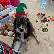 Loki is registered to the contest to win money with this photo: animal, black_fur, box, brown_fur, christmas_decorations, cute, decor, dog, ears, elf_hat, festive, floor, holiday, indoor, looking_up, mess, pet, red_container, tile_floor, white_fur