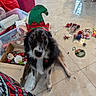animal, black_fur, box, brown_fur, christmas_decorations, cute, decor, dog, ears, elf_hat, festive, floor, holiday, indoor, looking_up, mess, pet, red_container, tile_floor, white_fur