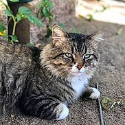 Ace joined the competition — help win amazing prizes! cat, tabby_cat, fluffy, long_hair, striped_fur, white_paws, blue_eyes, animal, pet, outdoor, garden, dirt, ground, sitting, lying_down, portrait, staring, whiskers, ears, nature
