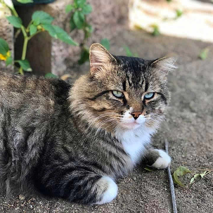 Ace joined the competition — help win amazing prizes! cat, tabby_cat, fluffy, long_hair, striped_fur, white_paws, blue_eyes, animal, pet, outdoor, garden, dirt, ground, sitting, lying_down, portrait, staring, whiskers, ears, nature