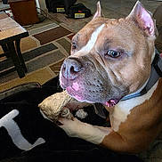 Rip joined the competition — help win amazing prizes! dog, pitbull, canine, brown_and_white, closeup, chew_toy, blanket, collar, living_room, rug, tile_floor, coffee_table, baby_gate, carpet, furniture, pet, portrait, nose, paw, indoor