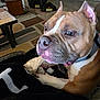 dog, pitbull, canine, brown_and_white, closeup, chew_toy, blanket, collar, living_room, rug, tile_floor, coffee_table, baby_gate, carpet, furniture, pet, portrait, nose, paw, indoor