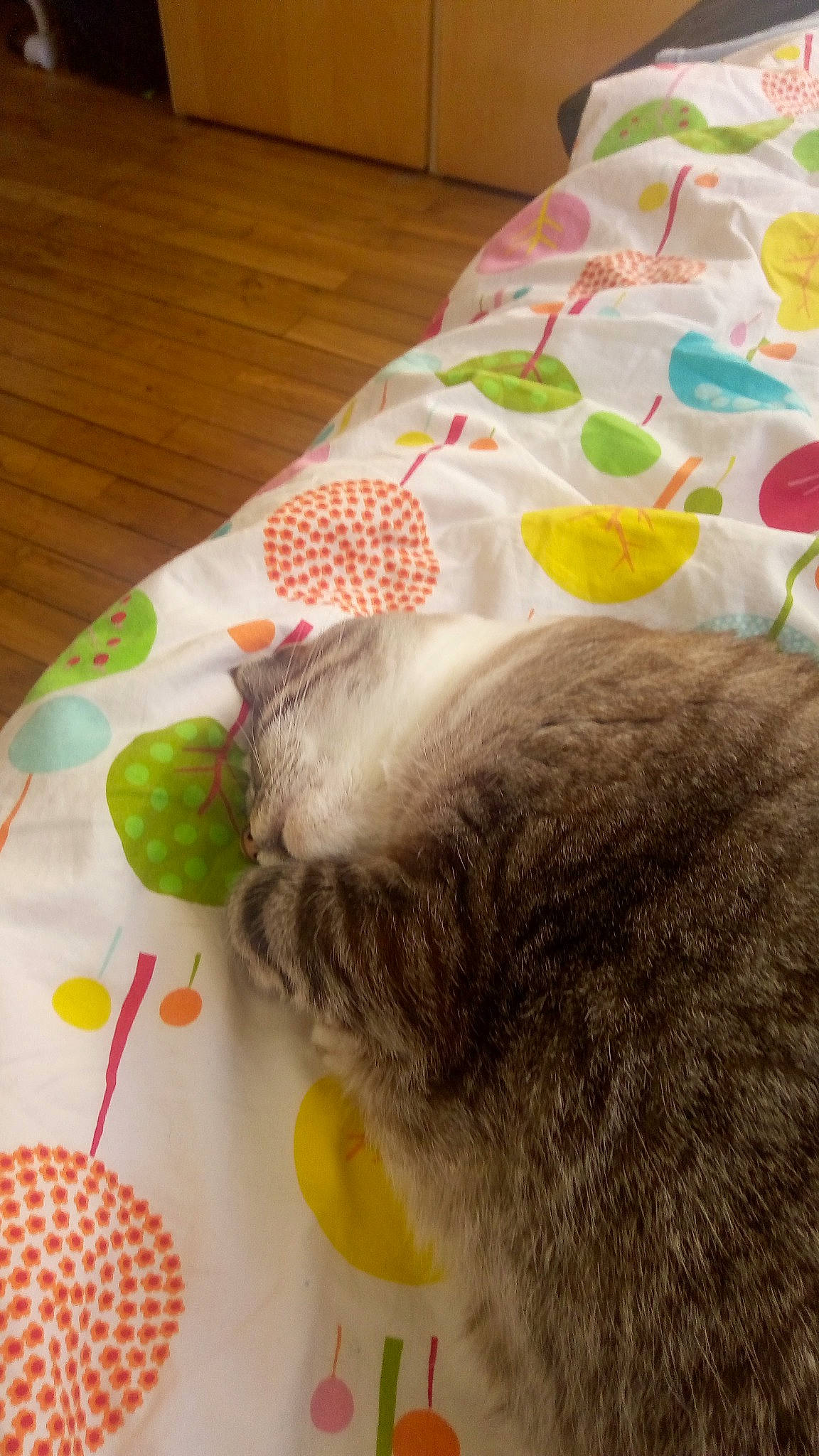 Sidonie participe au concours pour gagner de l'argent avec cette photo : carnivore, cat, cat_bed, cat_supply, citrus, claw, comfort, domestic_short_haired_cat, fawn, felidae, fur, lemon, linens, nap, paw, small_to_medium_sized_cats, tail, textile, toy, whiskers