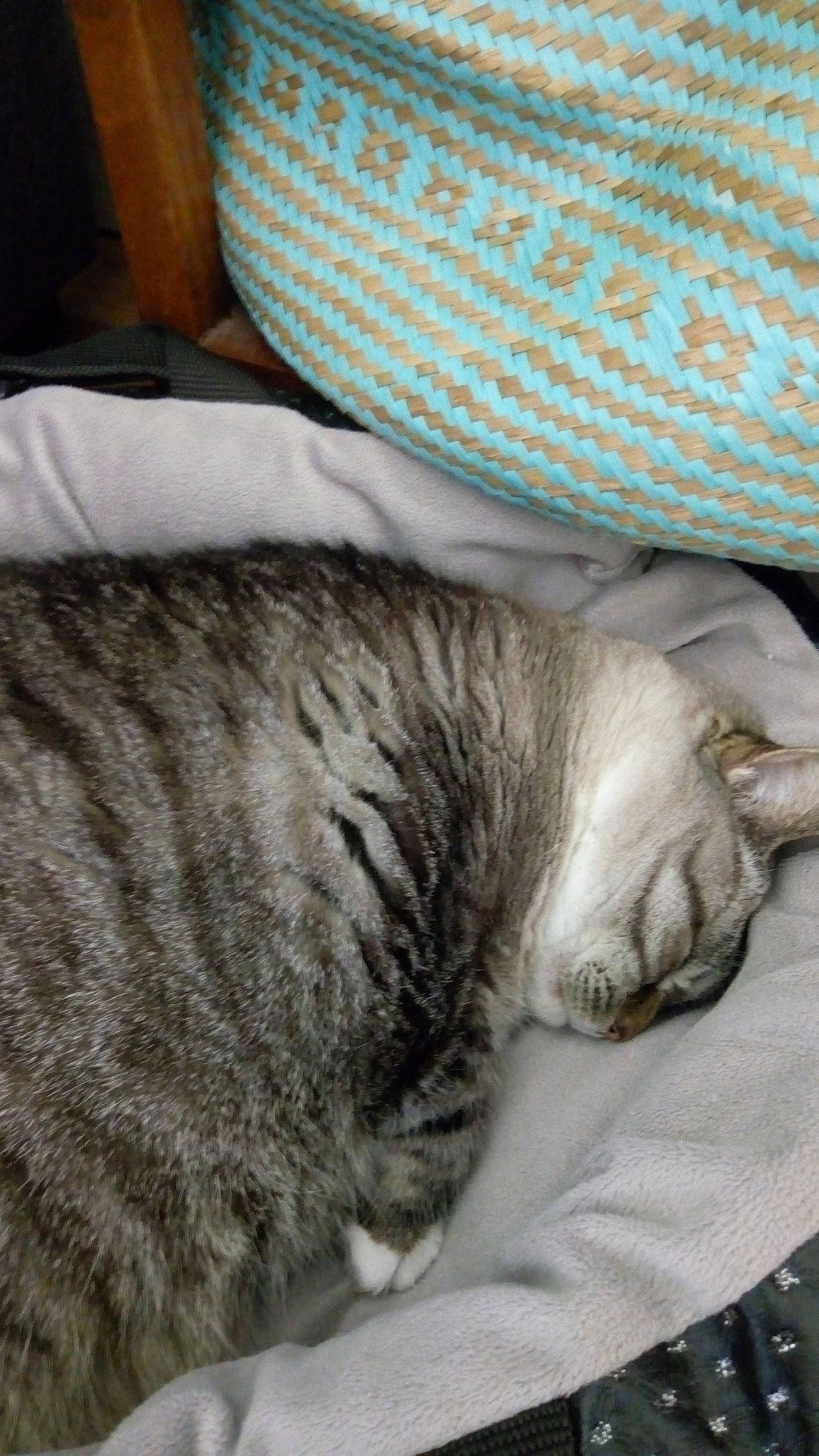 Sidonie a rejoint le concours — aidez-le/la à gagner de superbes lots ! carnivore, cat, claw, comfort, domestic_short_haired_cat, felidae, fur, grey, linens, nap, paw, sleep, small_to_medium_sized_cats, snout, tail, terrestrial_animal, whiskers