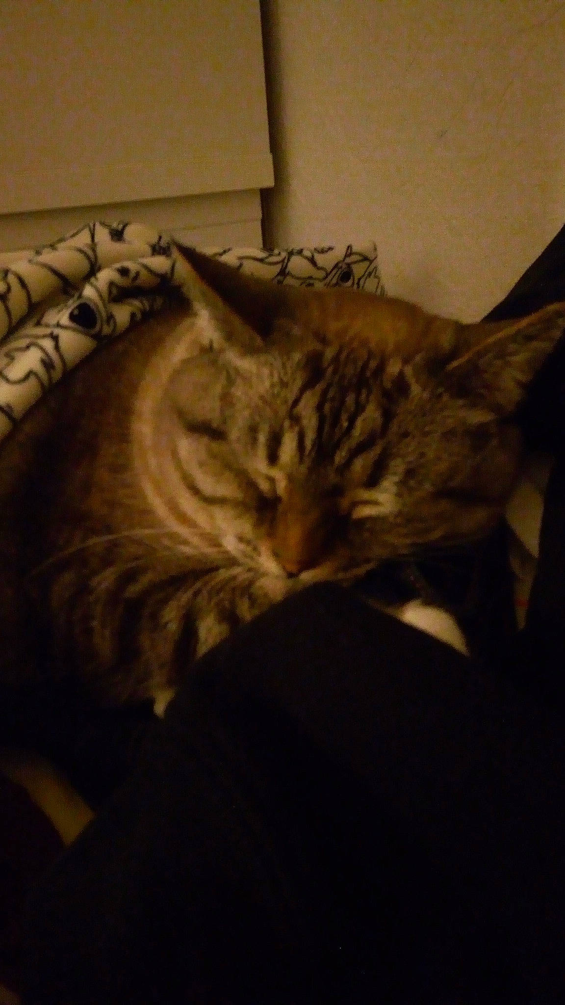 Sidonie participe au concours pour gagner de l'argent avec cette photo : bed, carnivore, cat, comfort, darkness, domestic_short_haired_cat, felidae, fur, grey, monochrome, nap, paw, room, sleep, small_to_medium_sized_cats, snout, tail, terrestrial_animal, whiskers, wood