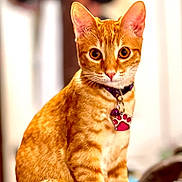 Canela joined the competition — help win amazing prizes! animal, attention, cat, closeup, collar, cute, domestic_cat, ears, eyes, feline, fur, indoor, looking, orange_tabby, pet, portrait, sitting, soft_background, tag, whiskers