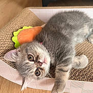 Yumi is registered to the contest to win money with this photo: kitten, gray_cat, pet, indoor, cardboard_scratch_pad, toy, carrot_toy, wooden_floor, close_up, fur, cute, animal, relaxed, laying_down, whiskers, curious, small, domestic_cat, feline, cozy