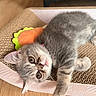 kitten, gray_cat, pet, indoor, cardboard_scratch_pad, toy, carrot_toy, wooden_floor, close_up, fur, cute, animal, relaxed, laying_down, whiskers, curious, small, domestic_cat, feline, cozy