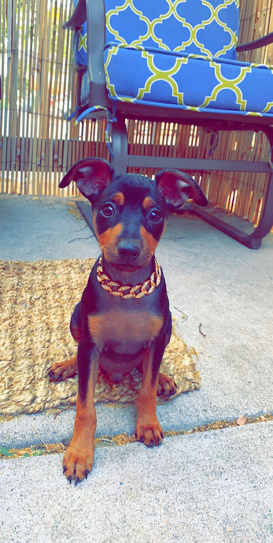 Broley joined the competition — help win amazing prizes! black_and_tan_terrier, canidae, carnivore, collar, dog, dog_breed, dog_collar, fawn, german_pinscher, guard_dog, mammal, manchester_terrier, miniature_pinscher, pinscher, rare_breed_dog, snout, toy_dog, toy_manchester_terrier, vertebrate