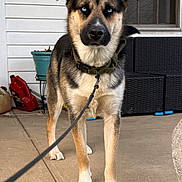 Mystic is registered to the contest to win money with this photo: alert, animal, blue_eyes, canine, collar, concrete, dog, fence, fur, garden_tools, house, leash, outdoor, pet, plant_pot, porch, shutter, sidewalk, standing, window