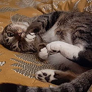 Oana participe au concours pour gagner de l'argent avec cette photo : cat, tabby, pet, animal, fur, whiskers, paws, bed, blanket, pattern, floral, cozy, cute, relaxed, domestic, indoor, sleepy, playful, closeup, resting