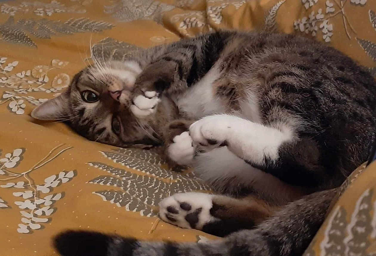 Oana participe au concours pour gagner de l'argent avec cette photo : cat, tabby, pet, animal, fur, whiskers, paws, bed, blanket, pattern, floral, cozy, cute, relaxed, domestic, indoor, sleepy, playful, closeup, resting