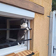 Mignonne participe au concours pour gagner de l'argent avec cette photo : cat, window, metal_bars, yellow_wall, brick_ledge, curious, gray_and_white, outdoor, pet, animal, feline, looking_up, standing, climbing, home, daylight, texture, wood, door, architecture