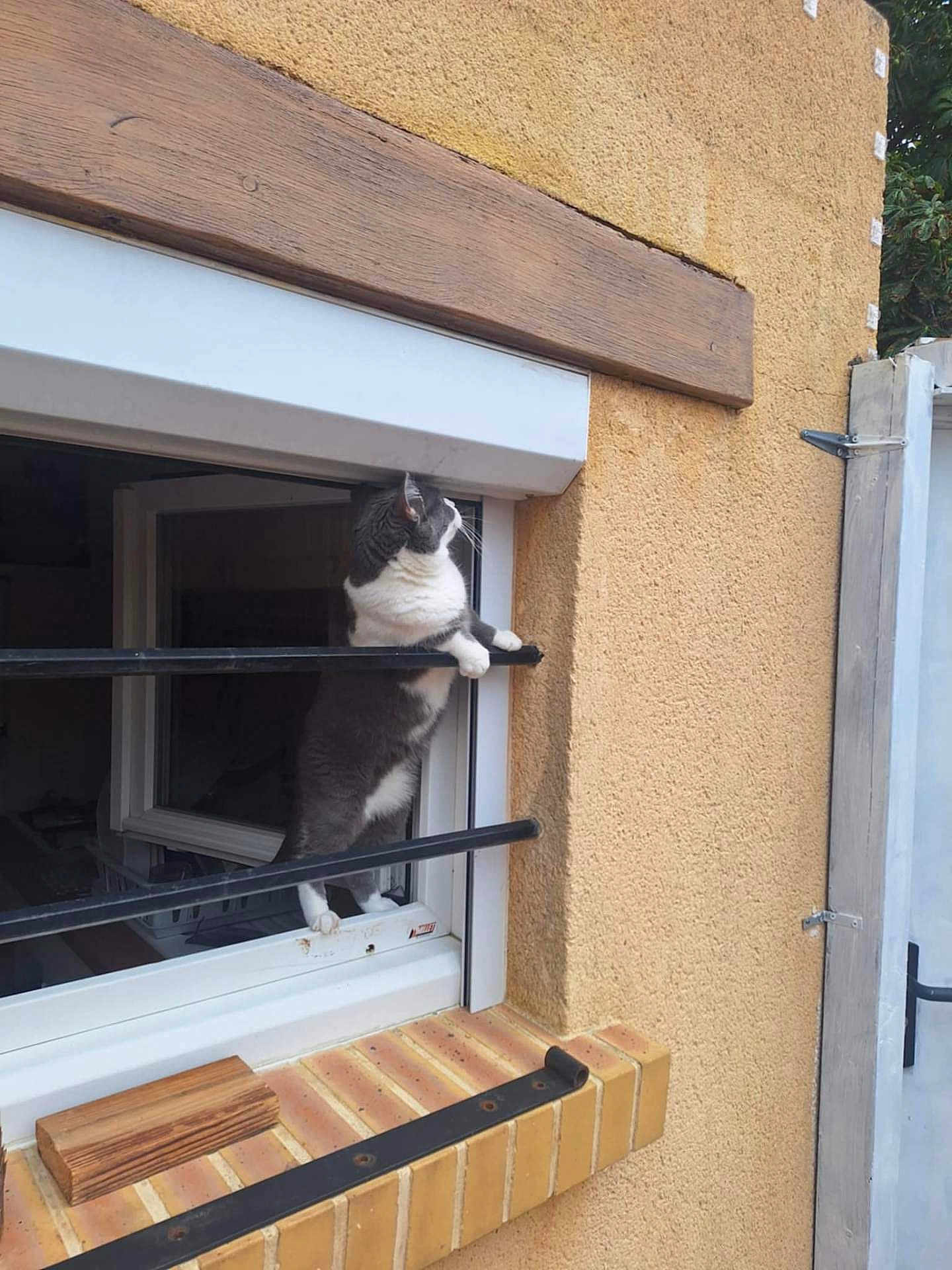 Mignonne participe au concours pour gagner de l'argent avec cette photo : cat, window, metal_bars, yellow_wall, brick_ledge, curious, gray_and_white, outdoor, pet, animal, feline, looking_up, standing, climbing, home, daylight, texture, wood, door, architecture