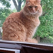 Simba is registered to the contest to win money with this photo: animal, calm, cat, closeup, daylight, ears, face, fluffy, fur, ginger_cat, greenery, looking, nature, outdoor, pet, portrait, sitting, trees, whiskers, window