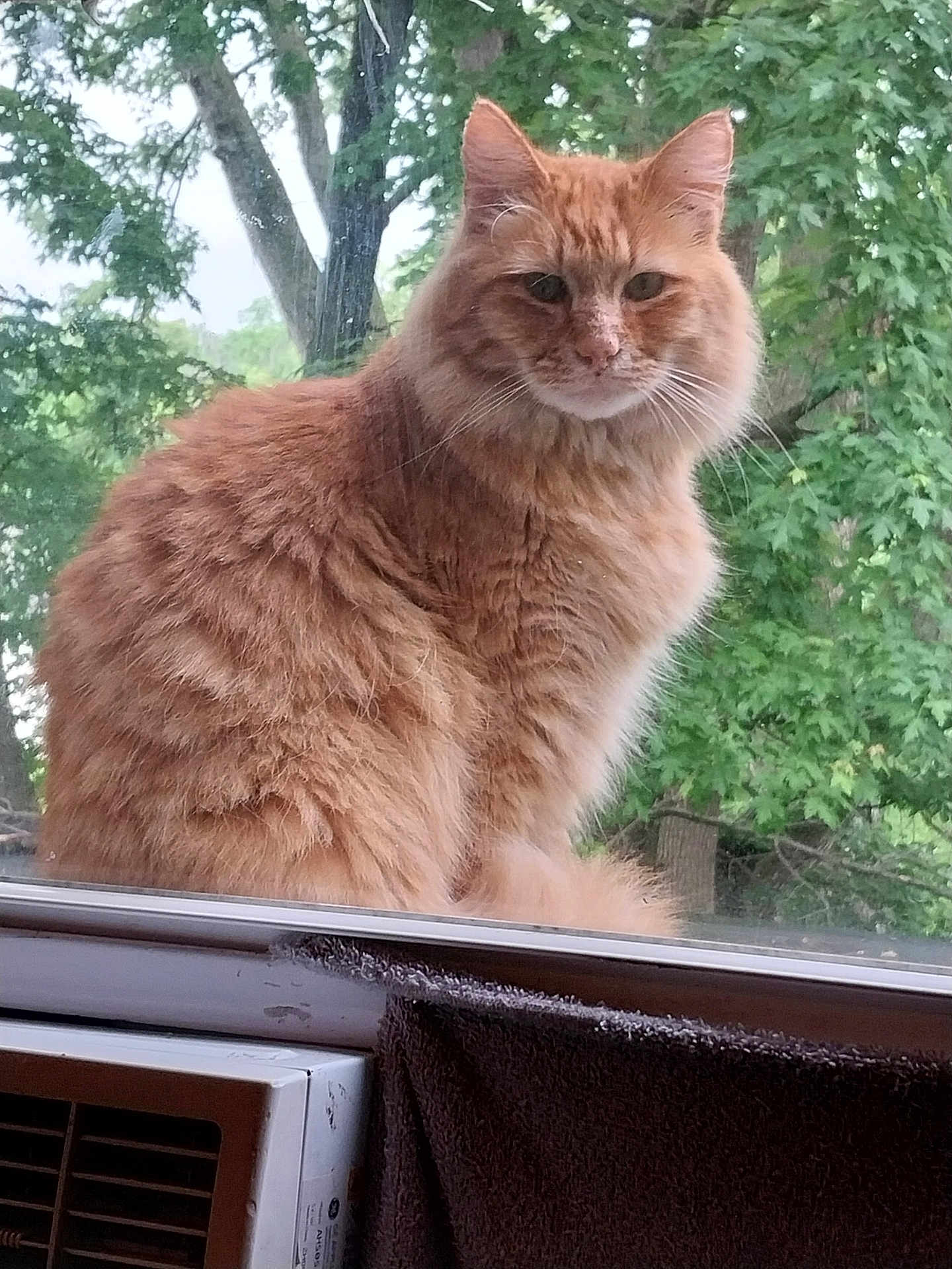 Simba