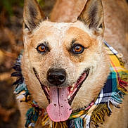 Fancy is registered to the contest to win money with this photo: dog, animal, pet, canine, portrait, scarf, tongue, happy, outdoor, closeup, brown_fur, ears, eyes, smiling, nature, fall, leaf_litter, friendly, muzzle, fur