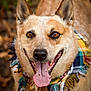 dog, animal, pet, canine, portrait, scarf, tongue, happy, outdoor, closeup, brown_fur, ears, eyes, smiling, nature, fall, leaf_litter, friendly, muzzle, fur
